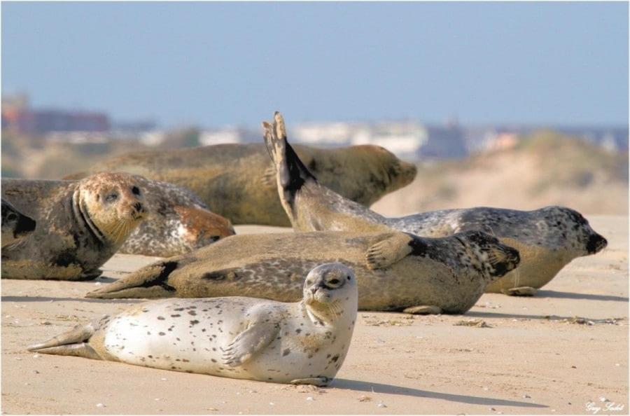 Hamac Chic Vue Mer. Berck المظهر الخارجي الصورة