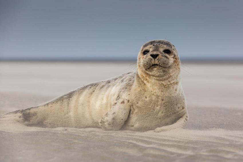 Hamac Chic Vue Mer. Berck المظهر الخارجي الصورة